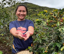 Ripe Coffee Cherry