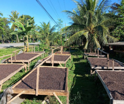 Sun Dried Coffee on Elevated Beds